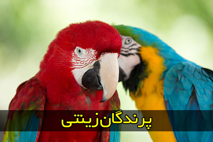 پرندگان زینتی