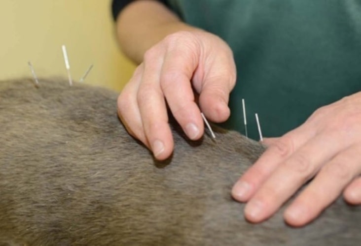 طب سوزنی در کلینیک تخصصی دامپزشکی ویستا
